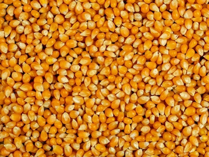Governo autoriza compra de 50 mil toneladas de milho para repasse a pequenos criadores