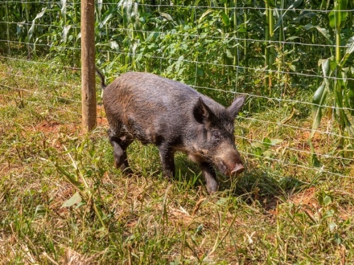 Cercamento eficiente para milho é aliado da produtividade na safrinha de 2026 
