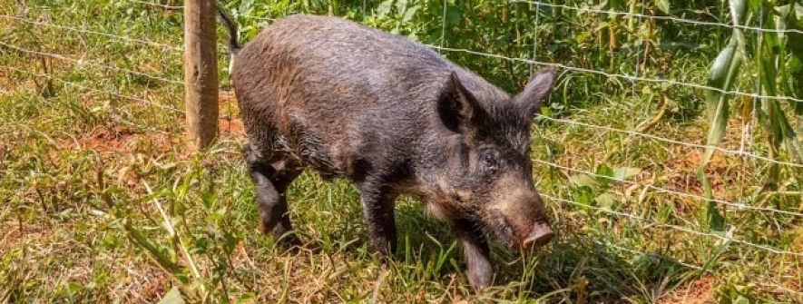 Cercamento eficiente para milho é aliado da produtividade na safrinha de 2026 