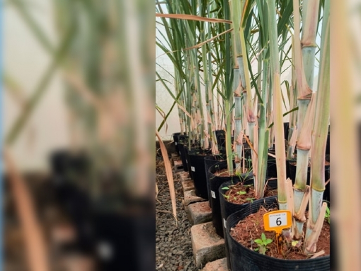 Pangeia Biotech é licenciada pela UFV para desenvolver cana transgênica RB e busca usinas parceiras