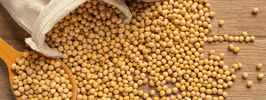 Produção global de grãos pode alcançar 2,461 bilhões t em 2025/26, diz IGC