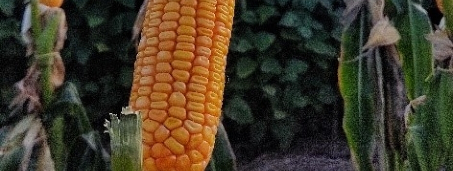 Plantio da safrinha 2026 de milho avança para 13% da área no Centro-Sul do país, aponta AgRural