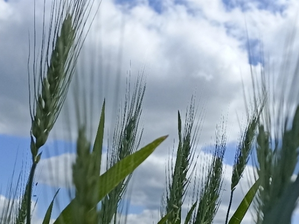 A recuperação foi sustentada por operações de hedge - Foto: Mateus Zardin