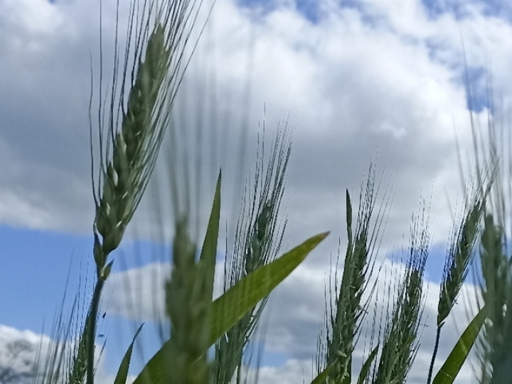 Trigo reage a clima e tensão no Mar Negro