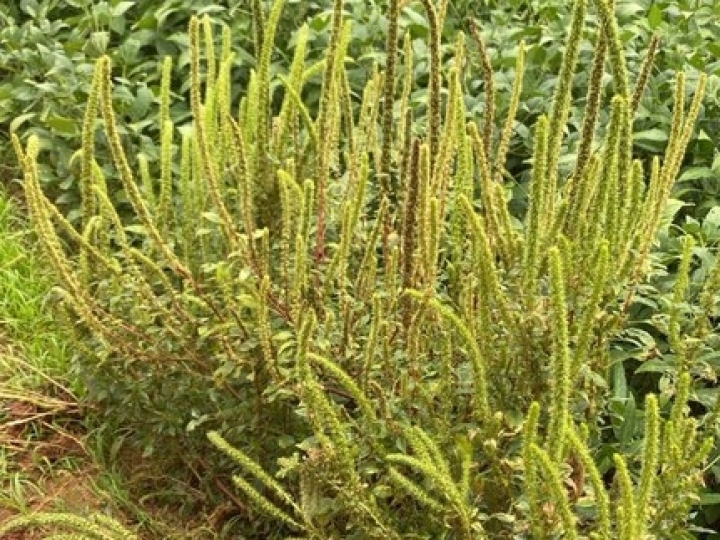 Praga quarentenária presente é detectada pela primeira vez no estado de São Paulo