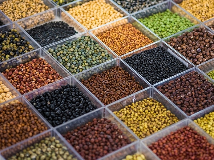 Sojas “diferentes do padrão comercial” serão demonstradas pela Embrapa no Show Rural