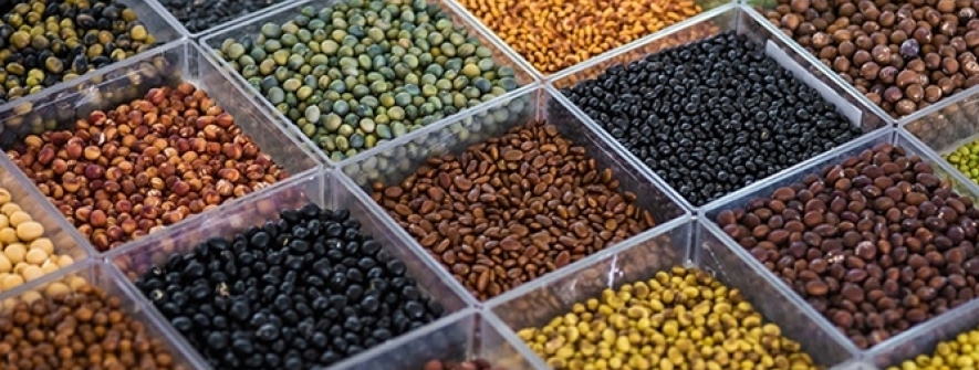 Sojas “diferentes do padrão comercial” serão demonstradas pela Embrapa no Show Rural