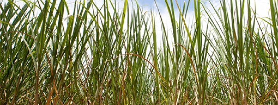 Produtividade da cana-de-açúcar varia conforme volume de chuvas no Noroeste do RS