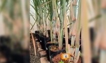 Pangeia Biotech é licenciada pela UFV para desenvolver cana transgênica RB e busca usinas parceiras