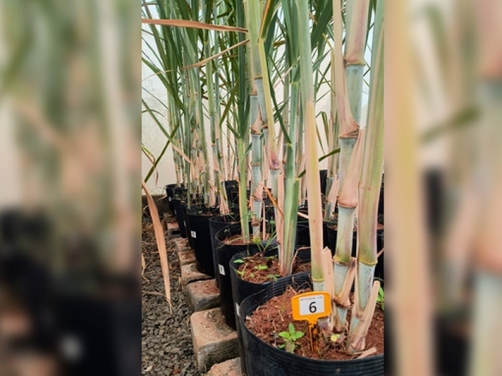 Pangeia Biotech é licenciada pela UFV para desenvolver cana transgênica RB e busca usinas parceiras