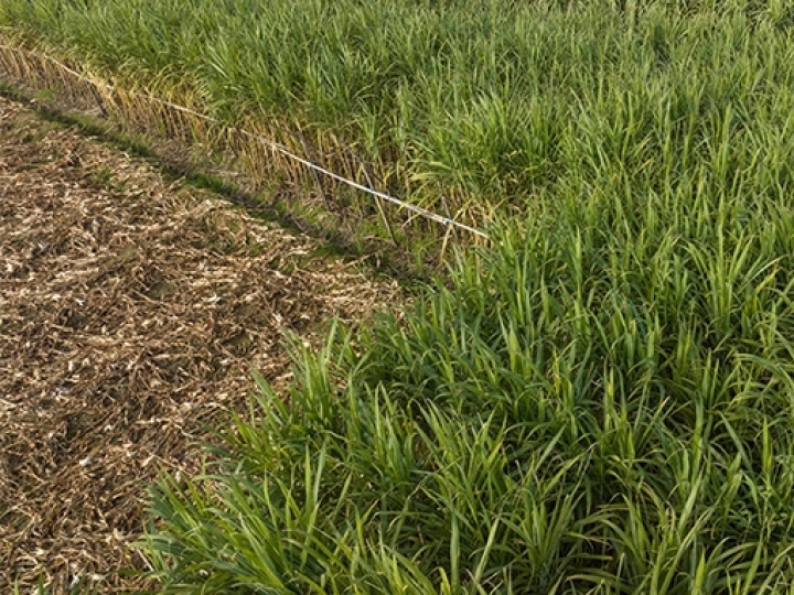 Agricultura sustentável ganha aliada na recarbonização do solo