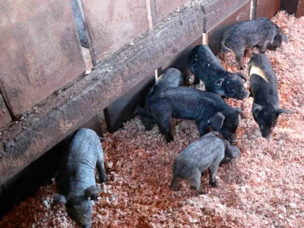 Projeto Impulsiona Agro conecta inovação, sustentabilidade e desenvolvimento rural no oeste catarinense