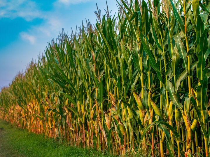 Dia do Agronegócio: setor reafirma papel estratégico como motor da economia brasileira