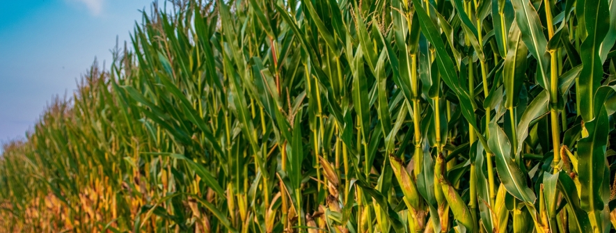 Dia do Agronegócio: setor reafirma papel estratégico como motor da economia brasileira