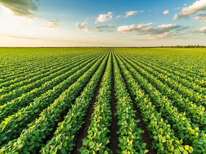 Preço da soja cai com avanço da colheita no Brasil