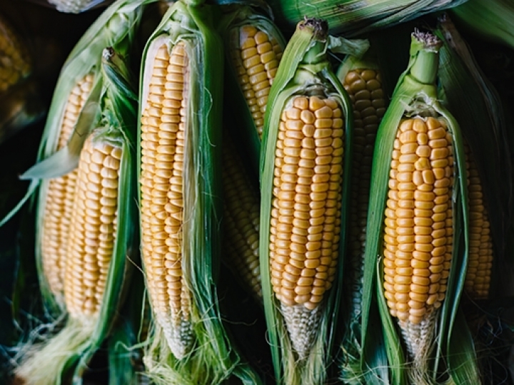 Safrinha de milho enfrenta incertezas após atraso no plantio