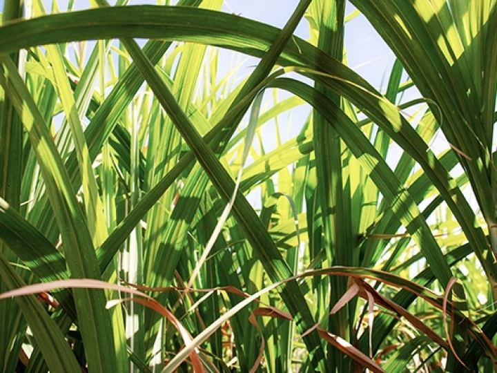 Todos os sinais apontam para alta - menos o mercado