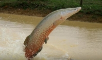 Ibama classifica pirarucu como invasor em trecho do rio Madeira e libera pesca