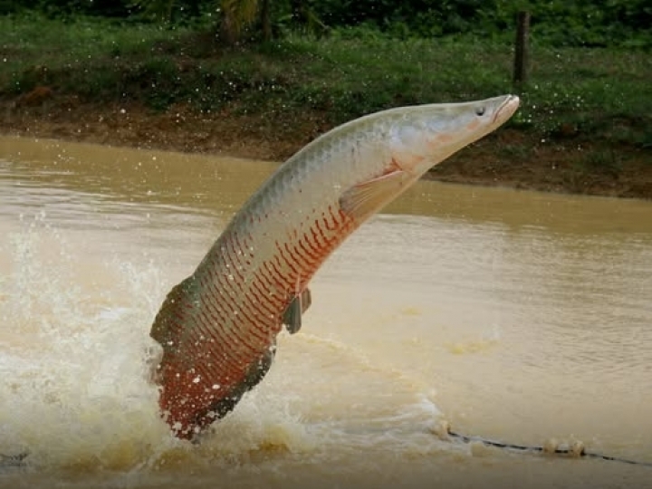 Ibama classifica pirarucu como invasor em trecho do rio Madeira e libera pesca
