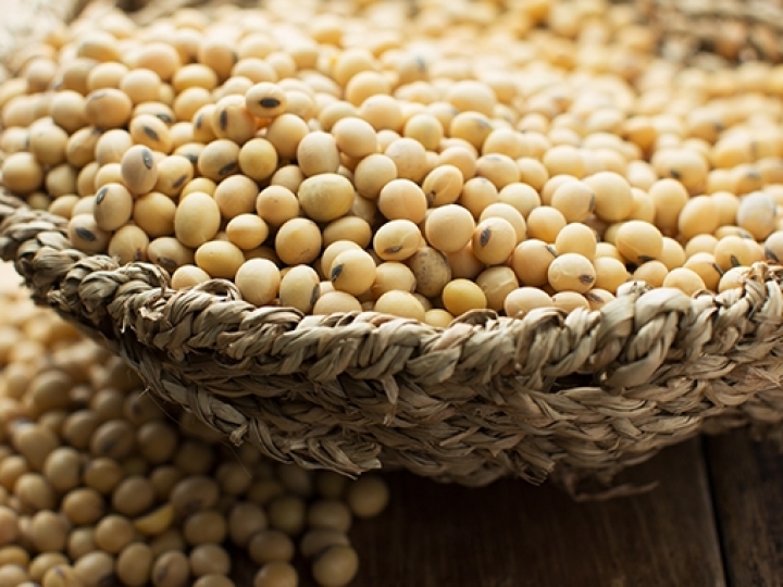 SOJA/CEPEA: Farelo e grão seguem firmes no exterior; óleo opera em queda