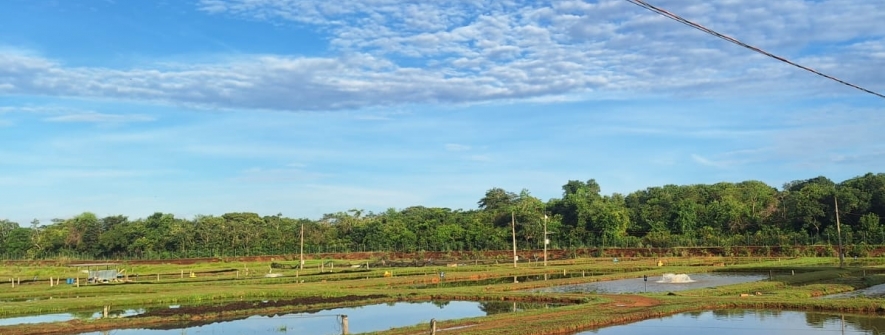 Novo chefe-geral tomará posse oficialmente na Embrapa Pesca e Aquicultura