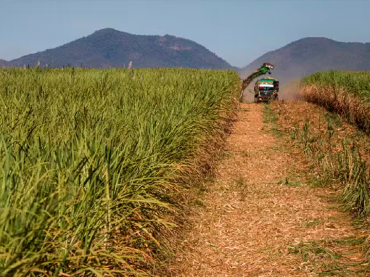 Estiagem e calor reduzem safra de cana em 0,5%