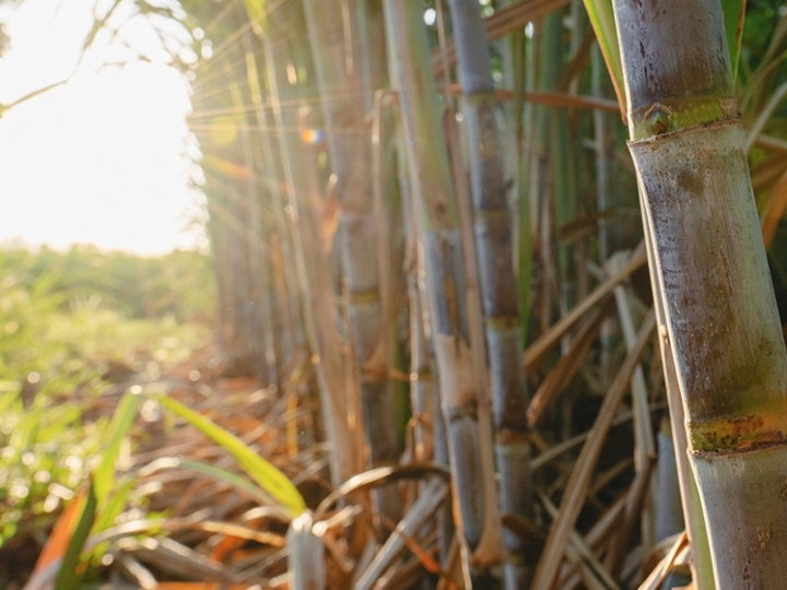 Avanço de novas soluções transforma o manejo de pragas e fortalece a sustentabilidade nos canaviais