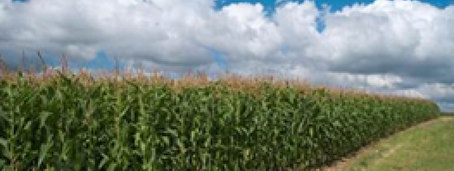 Clima irregular e pragas desafiam milho às vésperas da colheita