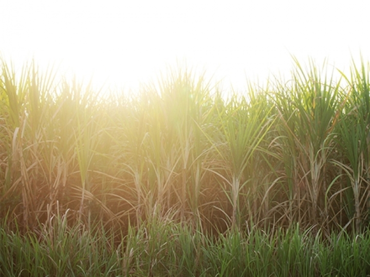 Os 10 Riscos e Oportunidades que Vão Definir o Futuro do Agro