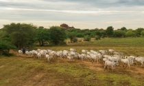 Em Nota Oficial, associações de pecuária do Brasil se posicionam contra proibir o uso de antimicrobianos no país inteiro para atender UE
