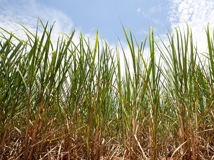 ONU prevê El Niño muito forte, alerta para extremos e projeta pico em 2026