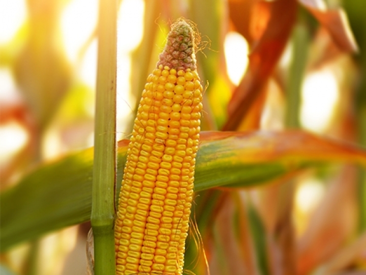 El Niño deve reduzir em 8% produtividade do milho em MT em 2026/27, diz Imea